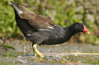 gallinule