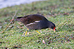 common gallinule