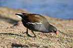 common gallinule