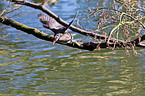 common gallinule