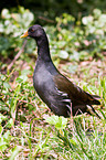 common gallinule