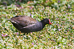 common gallinule