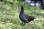 common gallinule