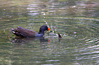 common gallinule