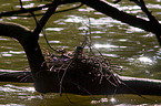 common gallinule