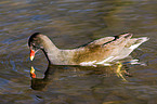 common gallinule