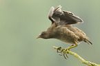 common gallinule