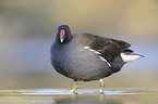 common gallinule