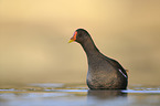 common gallinule