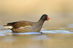 common gallinule