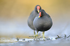 common gallinules