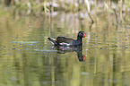 common gallinule