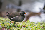 common gallinule