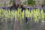 common gallinule