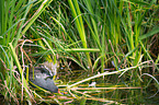 common gallinule