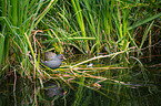 common gallinule