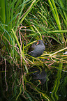 common gallinule