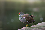 common gallinule