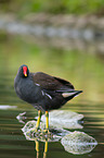 common gallinule