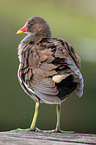 common gallinule