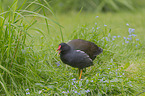 Common Gallinule in the meadow