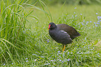 Common Gallinule in the meadow