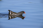 Common Gallinule swims in the lake