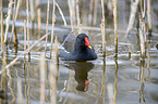 Common Gallinule swims in the lake