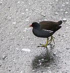 common gallinule