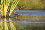 common moorhen