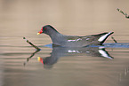 common moorhen