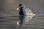 common moorhen