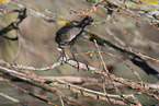 common moorhen