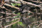 common moorhen