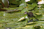 young common moorhen