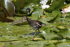 young common moorhen