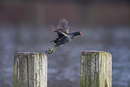 common gallinule