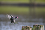 common gallinule