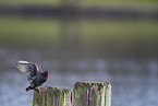 common gallinule