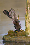 common gallinule