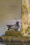 common gallinule