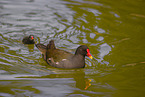 common gallinules