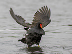 moorhen