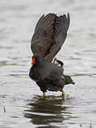 moorhen