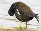 moorhen