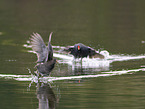 moorhen