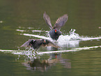 moorhen