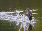 moorhen