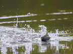 moorhen