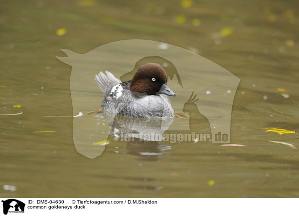Schellente / common goldeneye duck / DMS-04630